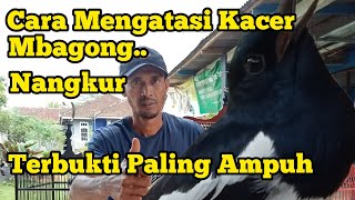 Download lagu Solusi Mengatasi Kacer Mbagong/Nangkur mp3