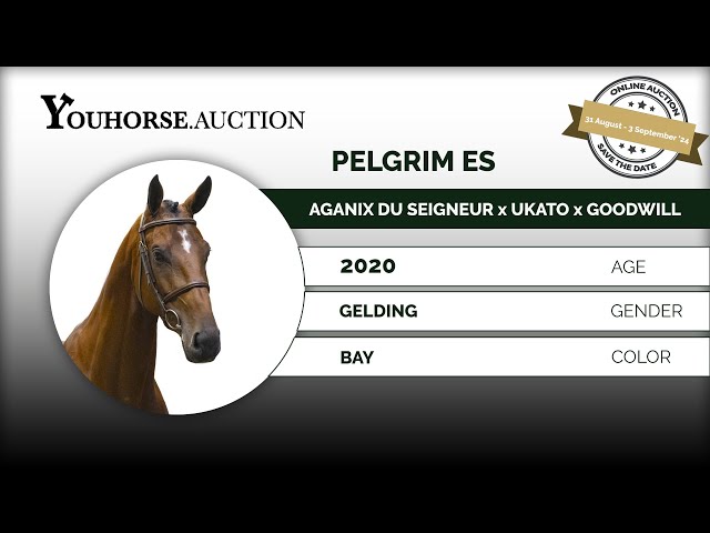 Pelgrim