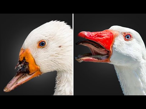 These Animals Asked for Help & These People Delivered!