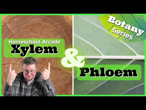 Xylem & Phloem | Plant Vascular System