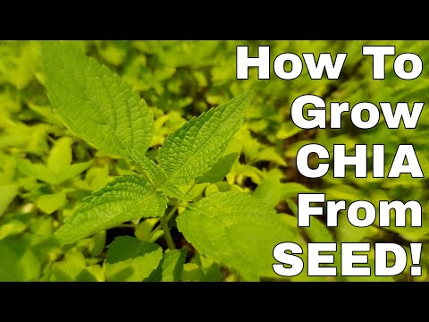 🌱How To Grow CHIA From SEED!