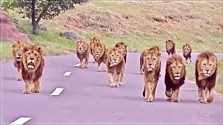 animale faze tari cu animale