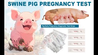 Pregnancy Test for Pig (Swine)