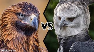 Wedge-Tailed Eagle vs Harpy Eagle - Who Would Win