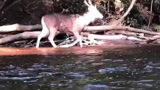 Download lagu Rusa (payau) liar hutan simpan Sabah(1) mp3