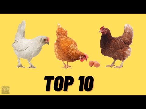 , title : 'Top 10: le galline più belle del mondo. (top personale)'