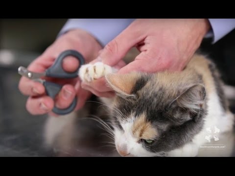 How to Safely Trim a Cat's Nails | Vet Tutorial