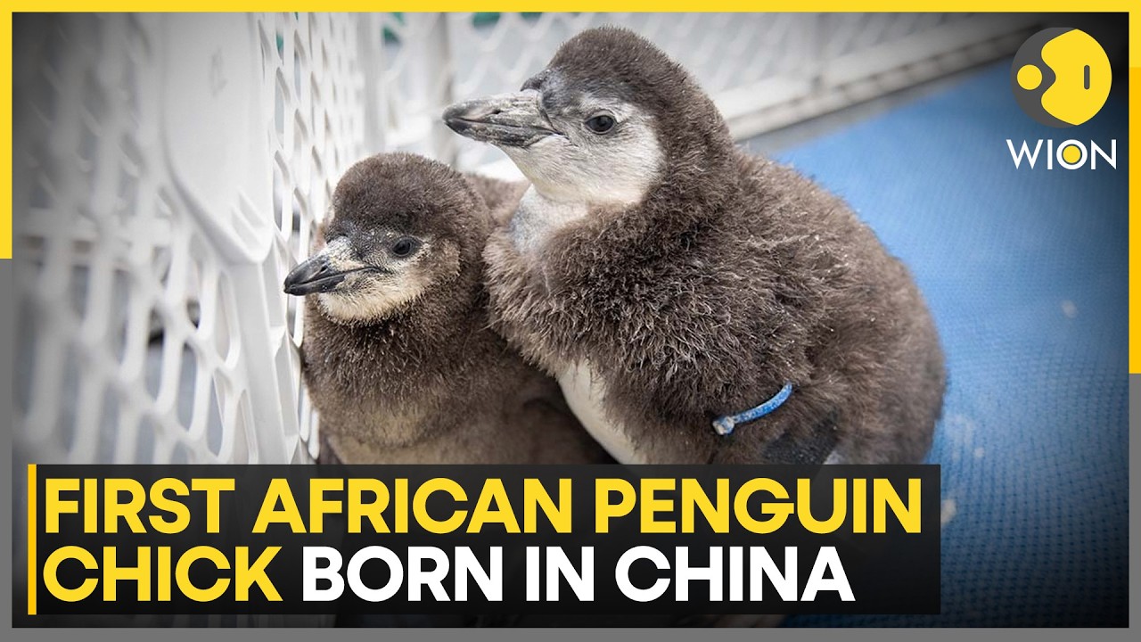First African Penguin Chick Born In China's Guangdong | WION News