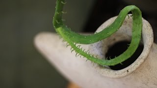 CULTIVATING CACTUS RIBBONS of PRICKLY PEARS!