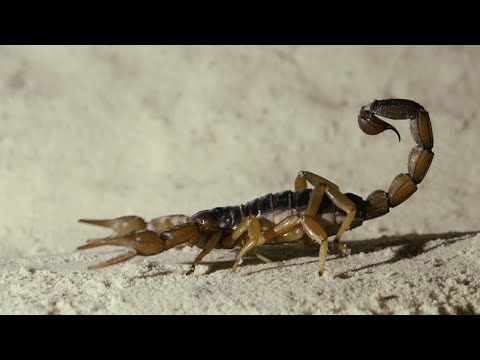 EL ESCORPIÓN (THE SCORPION)