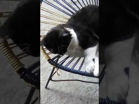 Bebito fiU fiU #shorts #gatos #perros