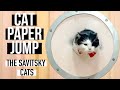 Cat Paper Jump Cat Tricks Funny Cat Videos The Savitsky Cats