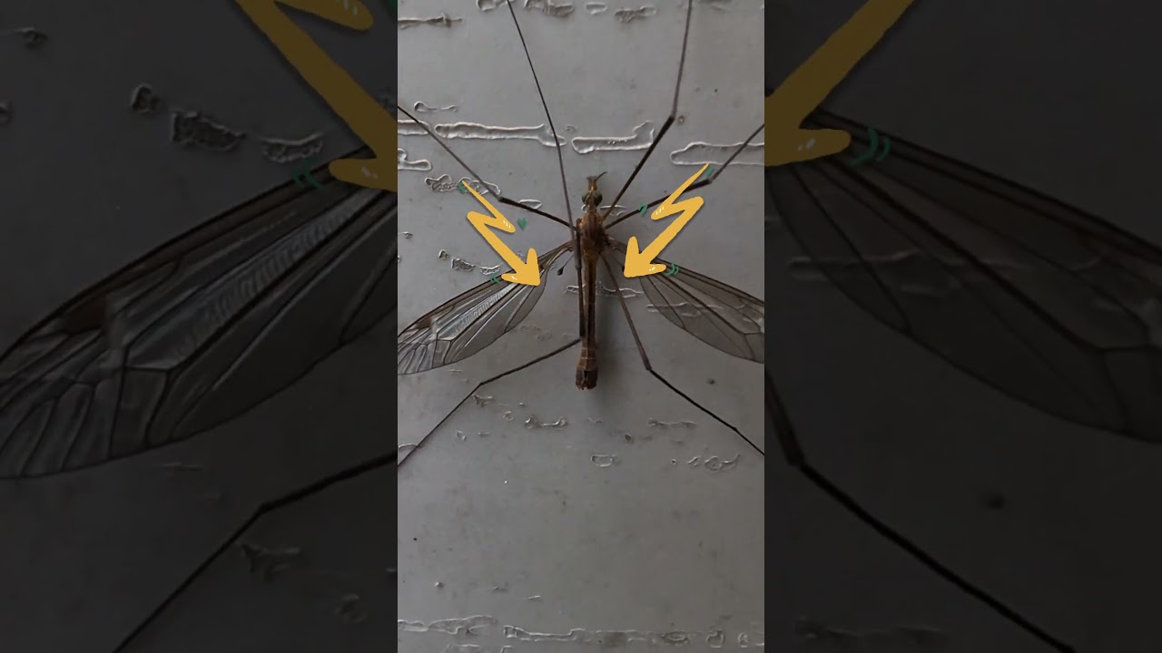 ¡¡Esto NO es un MOSQUITO!! Es una típula