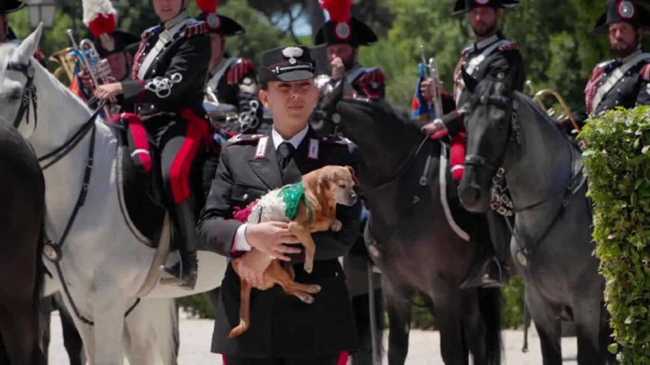 Meloni 'saluta' Briciola, il cane mascotte dei Carabinieri, durante incontro con premier coreano