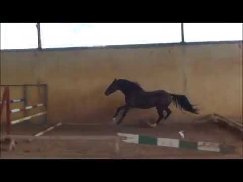 Chaplin  -  Cassini II x Lord x Lagos