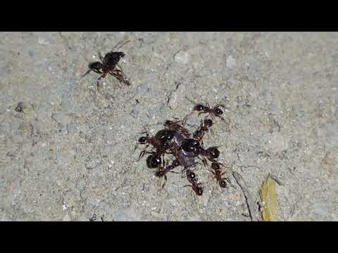 It took a gang of ants to take on Isopod