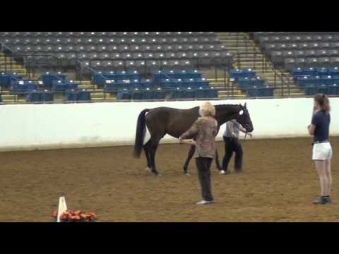 Young Horse Championship - Dressage at Lexington 2013