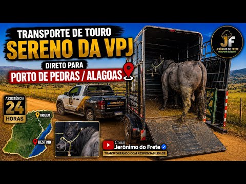 Transporte do Touro Sereno VPJ para Porto de Pedras/AL | Viagem Completa