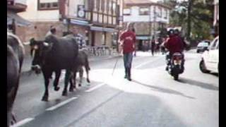 preview picture of video '2008 Colombres Rally Bull Walking'