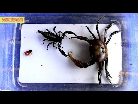 Scorpion vs Crab, Who will be the winner? | Part 4 #AnimalsTest