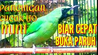 Download lagu pancingan cucak ijo gacor|| bagus buat masteran cucak ijo mini biar cepat buka paruh mp3