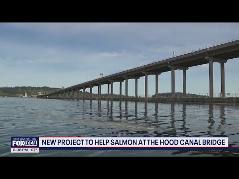 New project to help salmon at Hood Canal Bridge | FOX 13 Seattle