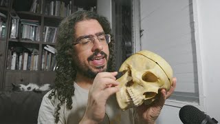 O CRÂNIO DE UM MAMÍFERO (#Pirula 346)