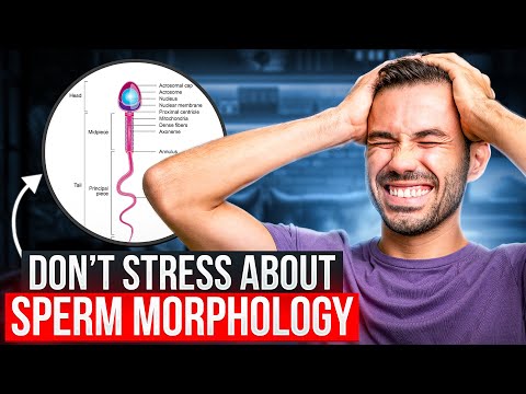 Don’t Stress About Sperm Morphology: What It Means for IUI and IVF