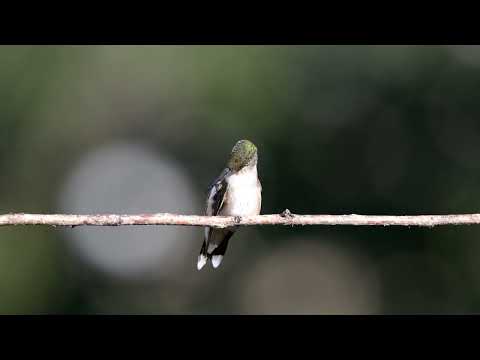 2023 Hummingbirds 4k from mp4 for comparison to slow motion in the last video.