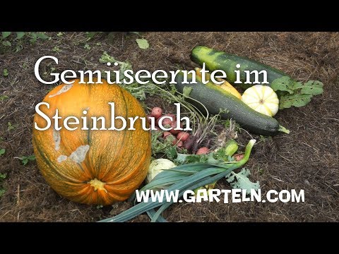 Ernte im Steinbruch - Gemüseanbau ohne Unkrautjäten oder Beetpflege