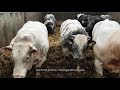Rearing Belgian Blue Cattle @ De Seranno Farm