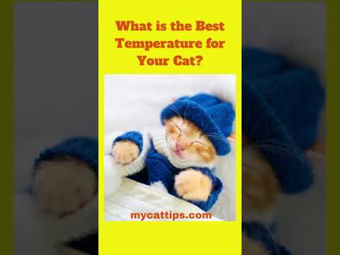 The Best Temperature For Your Cat?  #Shorts #cattemperature