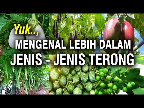 , title : 'Jenis Terong'
