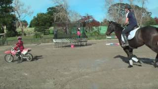 "Is This Horse Child Safe?"