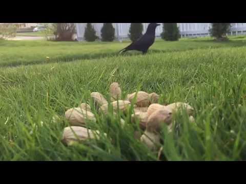 Crows Gathering Peanuts