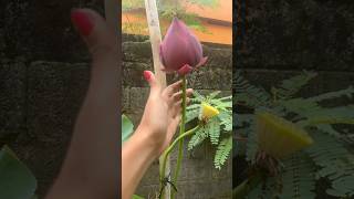 Download lagu ❤️❤️❤️❤️❤️#villagelife #flowers #lotus #thamaraipoovukum#kerala mp3