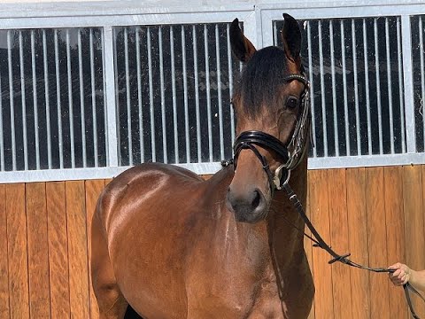 SAHNEHÄUBCHEN 3j. v. Vitalis - Damon Hill - Fürst Heinrich (noch ohne Eisen)