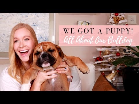 OWNING AN ENGLISH BULLDOG PUPPY + Q&A | ENGLISH BULLDOG