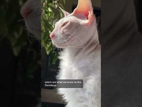 Sphynx vs. Donskoy #shorts #sphynx #donskoy #hairlesscat #catbreeds #donsphynx #cats #pets #animals