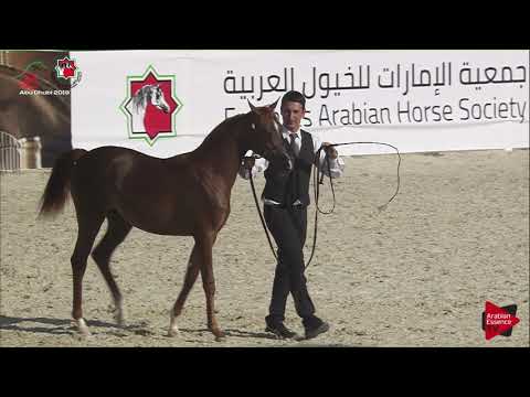 N 32 D A'ASALEYYAH   UAE Nationals 2019