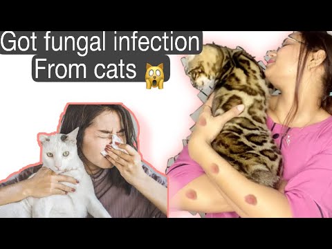 How to cure fungal infection from cats to human|how to take care of Persian cats | #catsbae #cats