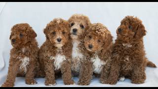 Video preview image #1 Poochon Puppy For Sale in DORNSIFE, PA, USA