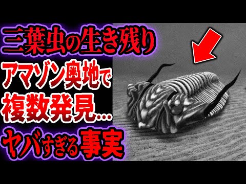 三葉虫の「行列」