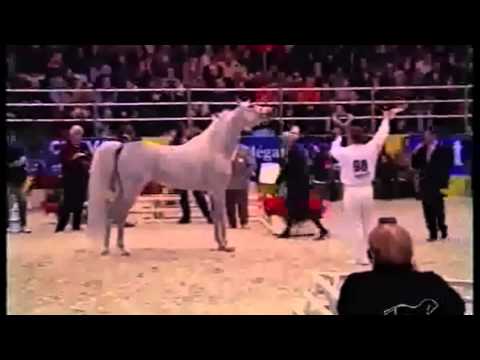 Saloon du Cheval 97' HADIDI Champions