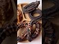 Nutella Oreo Churros Shortvideo Youtubeshorts Satisfying Yummy Shorts