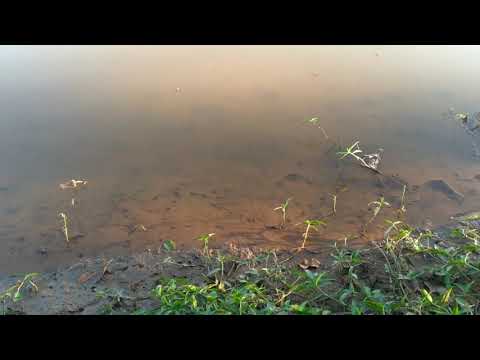 Pesquisador da Unesp de Rio Claro avalia danos ambientais em Brumadinho
