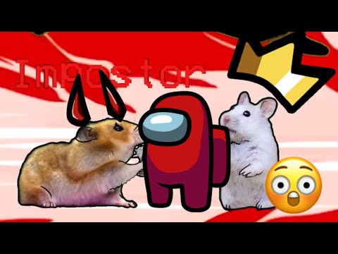 Impostor Hámster - Among Us 🐹