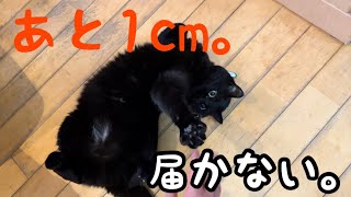 手を伸ばしてくるのに触らせてくれない黒猫キキ
