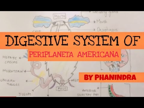 Inter 2nd year SYNAPTIC TRANSMISSION ZOOLOGY