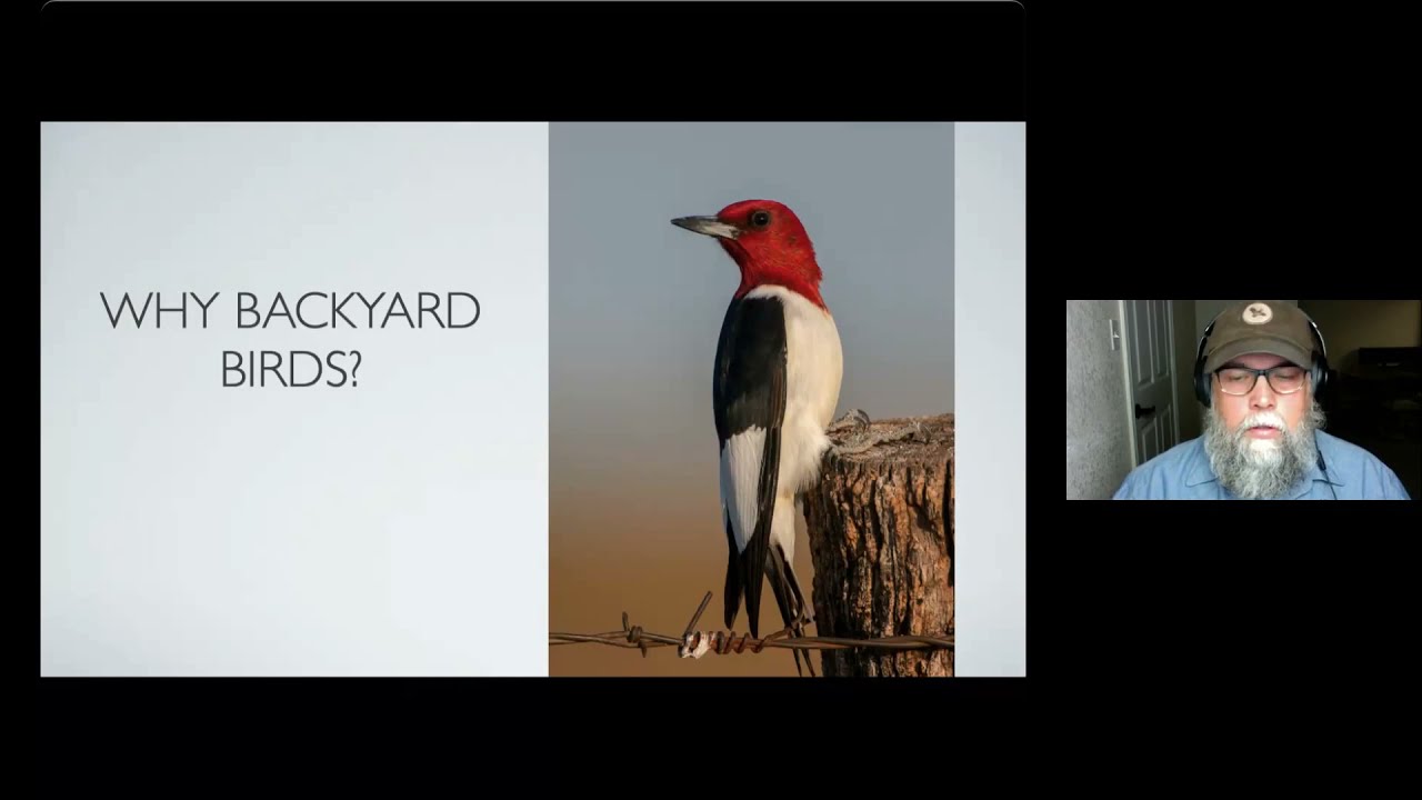 Backyard Birds (Webinar)